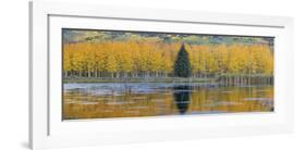 Fall Aspens and a Single Conifer-Don Paulson-Framed Giclee Print