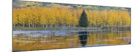 Fall Aspens and a Single Conifer-Don Paulson-Mounted Giclee Print