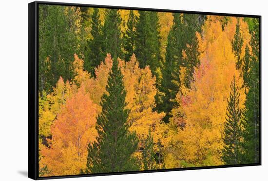 Fall Aspens and Pines Along Bishop Creek, Inyo National Forest, California-Russ Bishop-Framed Stretched Canvas