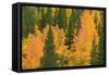 Fall Aspens and Pines Along Bishop Creek, Inyo National Forest, California-Russ Bishop-Framed Stretched Canvas