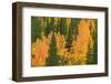 Fall Aspens and Pines Along Bishop Creek, Inyo National Forest, California-Russ Bishop-Framed Photographic Print