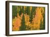 Fall Aspens and Pines Along Bishop Creek, Inyo National Forest, California-Russ Bishop-Framed Photographic Print