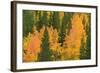 Fall Aspens and Pines Along Bishop Creek, Inyo National Forest, California-Russ Bishop-Framed Photographic Print