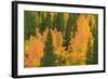 Fall Aspens and Pines Along Bishop Creek, Inyo National Forest, California-Russ Bishop-Framed Photographic Print