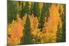 Fall Aspens and Pines Along Bishop Creek, Inyo National Forest, California-Russ Bishop-Mounted Photographic Print