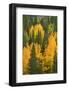 Fall aspens and pines along Bishop Creek, Inyo National Forest, Sierra Nevada Mountains, California-Russ Bishop-Framed Photographic Print