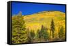 Fall aspens on Red Mountain Pass, Uncompahgre National Forest, Colorado, USA-Russ Bishop-Framed Stretched Canvas