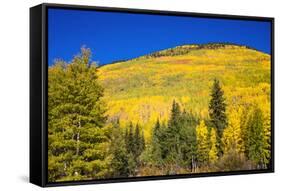 Fall aspens on Red Mountain Pass, Uncompahgre National Forest, Colorado, USA-Russ Bishop-Framed Stretched Canvas