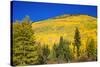 Fall aspens on Red Mountain Pass, Uncompahgre National Forest, Colorado, USA-Russ Bishop-Stretched Canvas