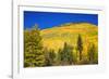 Fall aspens on Red Mountain Pass, Uncompahgre National Forest, Colorado, USA-Russ Bishop-Framed Photographic Print