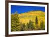 Fall aspens on Red Mountain Pass, Uncompahgre National Forest, Colorado, USA-Russ Bishop-Framed Photographic Print