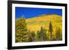 Fall aspens on Red Mountain Pass, Uncompahgre National Forest, Colorado, USA-Russ Bishop-Framed Photographic Print