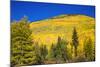 Fall aspens on Red Mountain Pass, Uncompahgre National Forest, Colorado, USA-Russ Bishop-Mounted Photographic Print