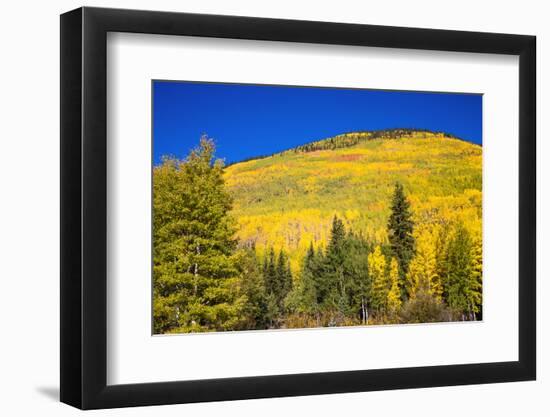 Fall aspens on Red Mountain Pass, Uncompahgre National Forest, Colorado, USA-Russ Bishop-Framed Photographic Print