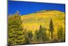 Fall aspens on Red Mountain Pass, Uncompahgre National Forest, Colorado, USA-Russ Bishop-Mounted Photographic Print