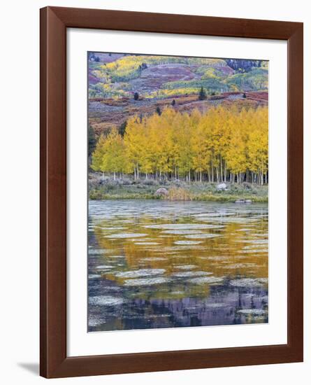 Fall Aspens Reflecting in a Pond-Don Paulson-Framed Giclee Print