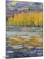 Fall Aspens Reflecting in a Pond-Don Paulson-Mounted Giclee Print