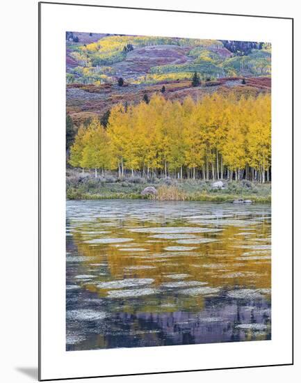 Fall Aspens Reflecting in a Pond-Don Paulson-Mounted Giclee Print