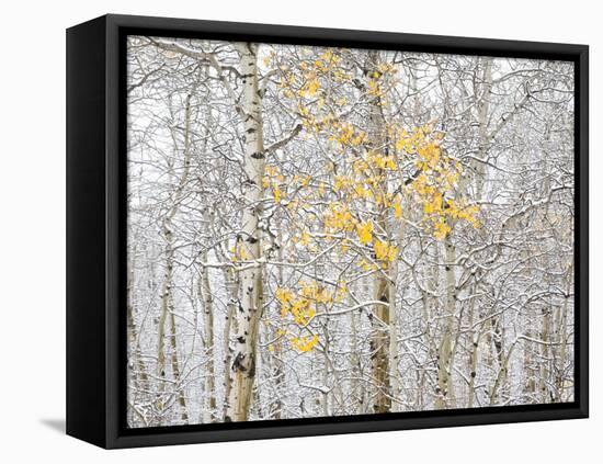 Fall Birch-Andrew Geiger-Framed Stretched Canvas