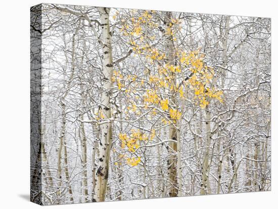 Fall Birch-Andrew Geiger-Stretched Canvas