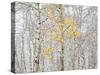 Fall Birch-Andrew Geiger-Stretched Canvas