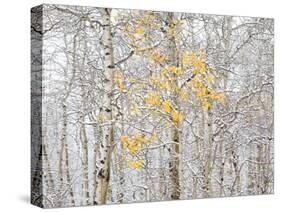 Fall Birch-Andrew Geiger-Stretched Canvas