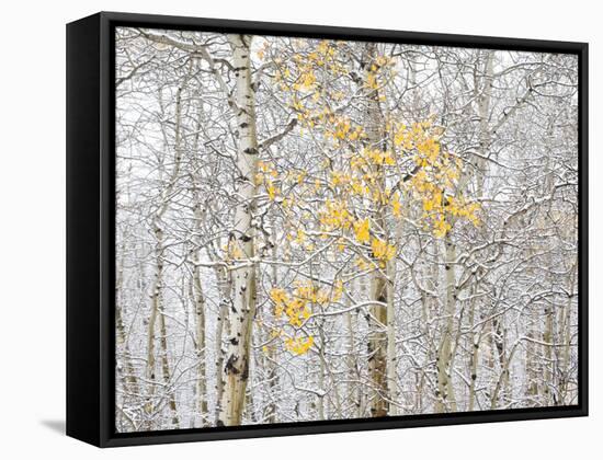 Fall Birch-Andrew Geiger-Framed Stretched Canvas