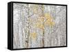 Fall Birch-Andrew Geiger-Framed Stretched Canvas