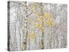 Fall Birch-Andrew Geiger-Stretched Canvas