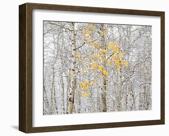 Fall Birch-Andrew Geiger-Framed Photographic Print