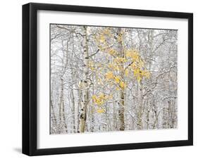 Fall Birch-Andrew Geiger-Framed Photographic Print