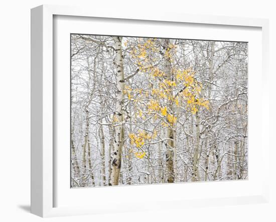 Fall Birch-Andrew Geiger-Framed Photographic Print