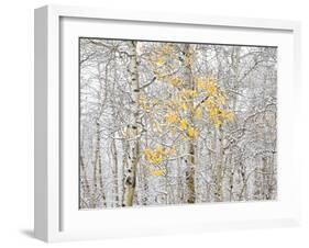 Fall Birch-Andrew Geiger-Framed Photographic Print