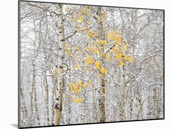 Fall Birch-Andrew Geiger-Mounted Photographic Print