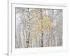 Fall Birch-Andrew Geiger-Framed Photographic Print