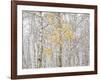 Fall Birch-Andrew Geiger-Framed Photographic Print