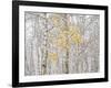 Fall Birch-Andrew Geiger-Framed Photographic Print