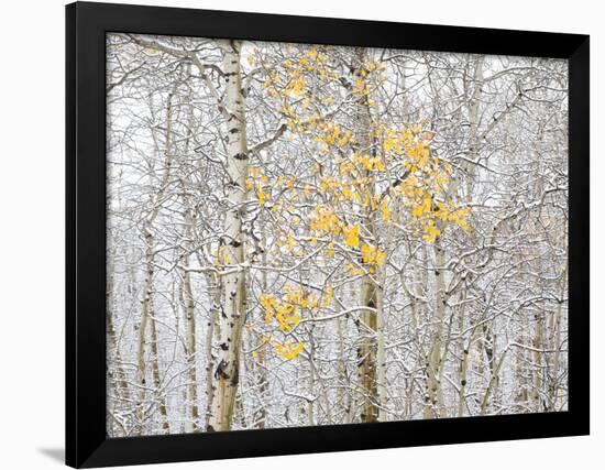 Fall Birch-Andrew Geiger-Framed Photographic Print