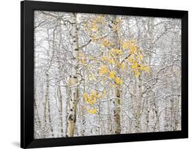 Fall Birch-Andrew Geiger-Framed Photographic Print