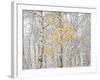 Fall Birch-Andrew Geiger-Framed Photographic Print