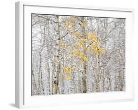 Fall Birch-Andrew Geiger-Framed Photographic Print