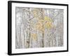 Fall Birch-Andrew Geiger-Framed Photographic Print