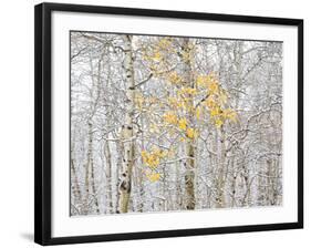 Fall Birch-Andrew Geiger-Framed Photographic Print