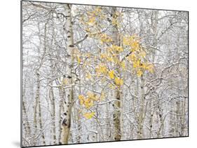 Fall Birch-Andrew Geiger-Mounted Photographic Print