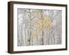 Fall Birch-Andrew Geiger-Framed Premium Photographic Print