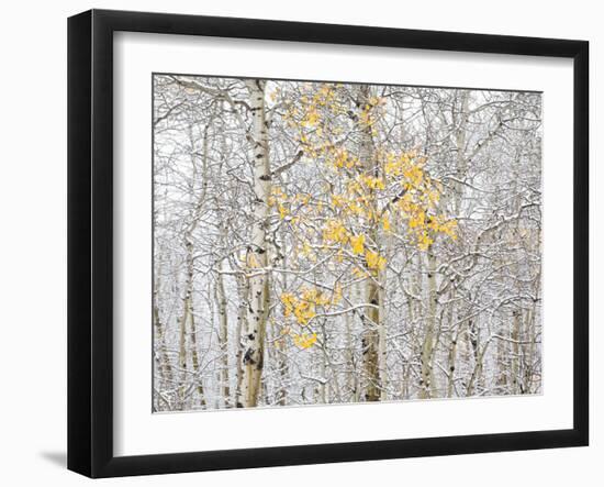 Fall Birch-Andrew Geiger-Framed Premium Photographic Print