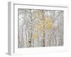 Fall Birch-Andrew Geiger-Framed Premium Photographic Print