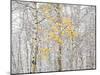 Fall Birch-Andrew Geiger-Mounted Premium Photographic Print