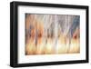 Fall Birches 3-Ursula Abresch-Framed Photographic Print