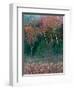 Fall Birches I-Steven Maxx-Framed Photographic Print